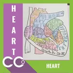 Heart.webp