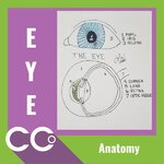 CCO - Eye Anatomy.jpg