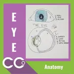 CCO - Eye Anatomy.webp
