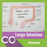 CCO - Large Intestine.webp