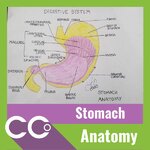 CCO - Anatomy stomach.jpg