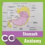 CCO - Anatomy stomach.webp