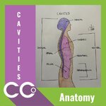 _CCO - Anatomy Cavity.jpg
