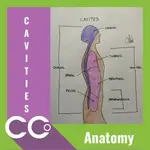 _CCO - Anatomy Cavity.webp