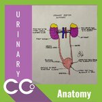 CCO - Anatomy Urinary.jpg