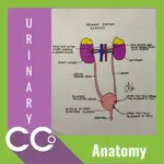 CCO - Anatomy Urinary.webp