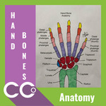 Anatomy Hand Bones.png