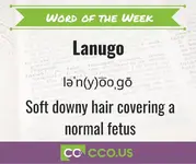 Word of the Day Lanugo.webp