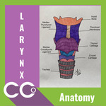_Anatomy Larynx.png