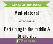 Word of the Week Mediolateral 9 29.webp