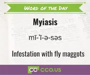 Word of the Day Myiasis 3 10.webp