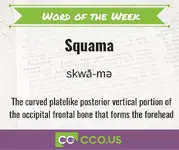 Word of the Week Squama.jpg 3 16.webp