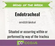 Word of the Week Endotrachel.webp