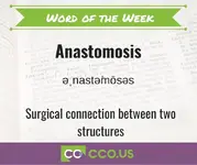 Word of the Week Anastomosis.webp