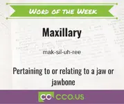 Word of the Week  6 4 Maxillary.webp