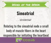 Word of the Week Sinoatrial.webp