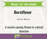 Word of the Week Dorsiflexor.jpg