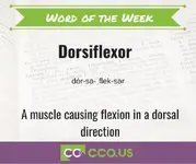 Word of the Week Dorsiflexor.webp