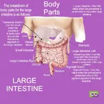 CCO Body Parts Large intestine.webp