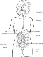 digestive system.webp