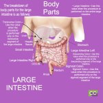 CCO Body Parts Large intestine.jpg