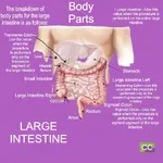 CCO Body Parts Large intestine.webp