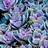 MichaellaS_63856
